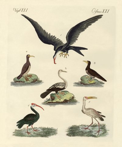 Strani uccelli di palude e acquatici da German School