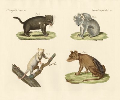Strani marsupiali da German School