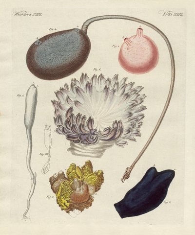 Molluschi strani da German School
