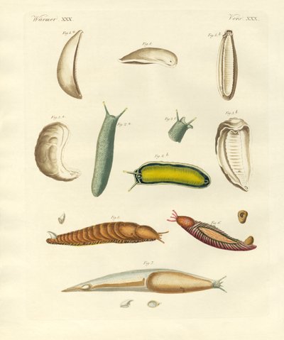 Molluschi strani da German School