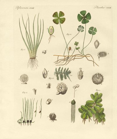 Piante strane da German School
