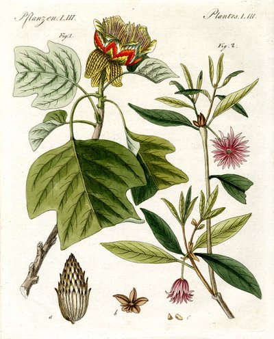Piante strane da German School