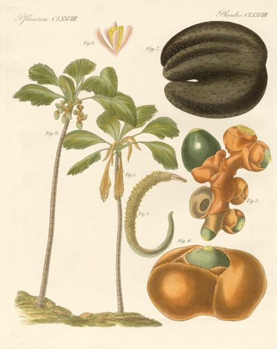 Piante strane da German School