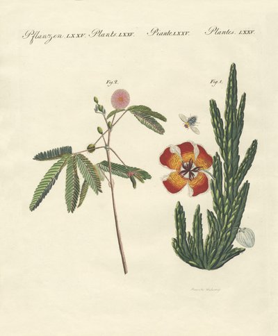 Piante strane da German School