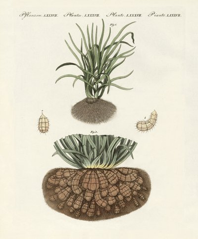 Piante strane da German School