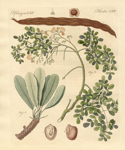 Strane piante da German School