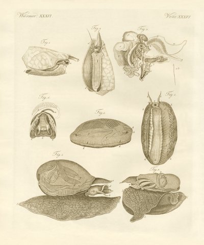 Strane lumache di mare da German School
