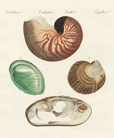 Strane lumache e vongole da German School