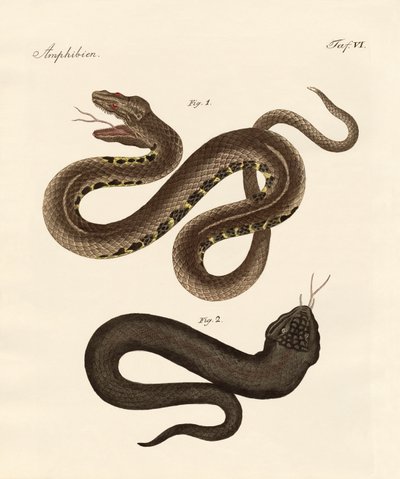 Strano serpente da German School