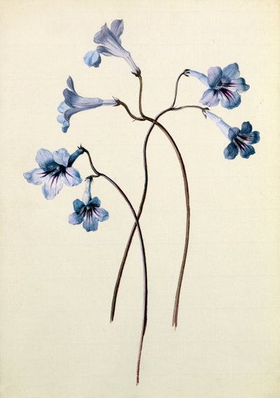 Streptocarpus, c.1790 da German School