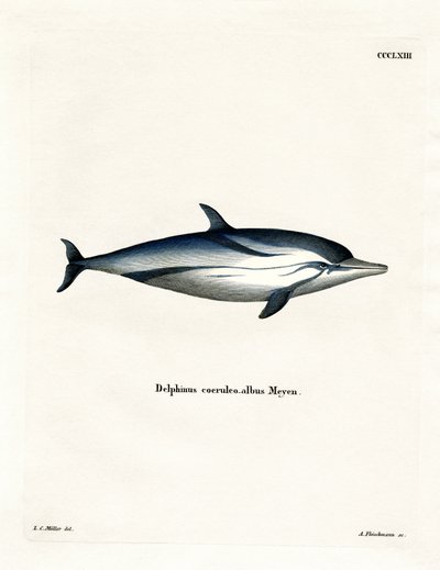 Delfino Striato da German School