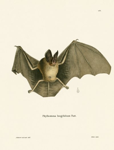Pipistrello dal naso peloso striato da German School