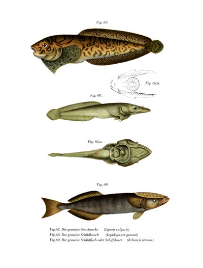 Lumaca di mare striata da German School