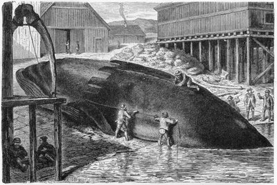 Rimozione del grasso da una balena in Finlandia, 1893 da German School