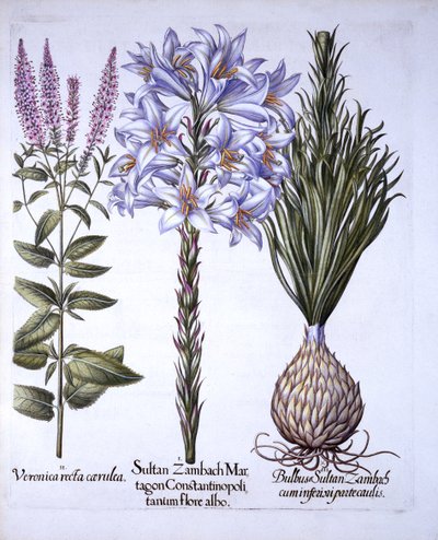 Giglio di Sultan Zambach e Bulbo, Veronica, da Hortus Eystettensis, di Basil Besler, pub. 1613 da German School