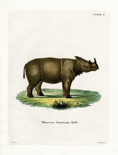 Rinoceronte di Sumatra da German School