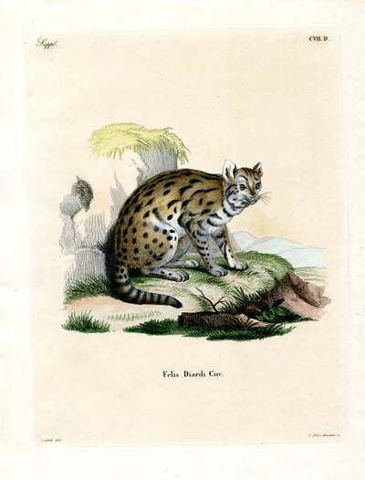 Leopardo nebuloso del Sunda da German School