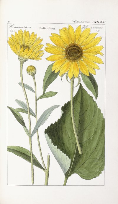 Girasole da German School