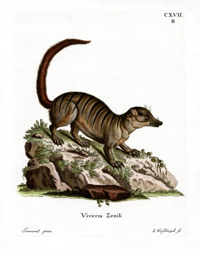 Suricata da German School
