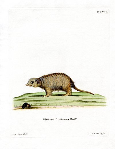 Suricata da German School