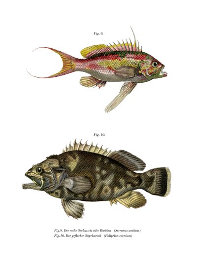 Pesce persico coda di rondine da German School