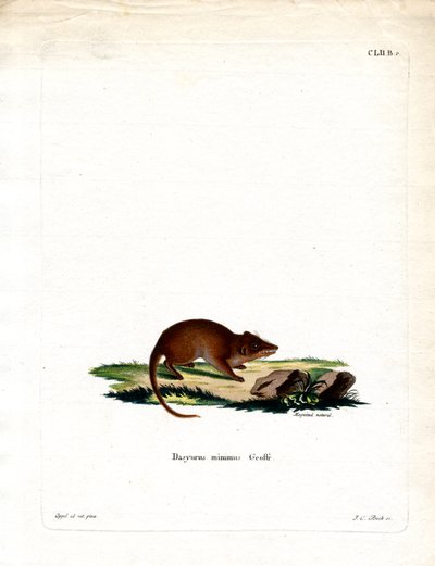 Antechinus di Palude da German School