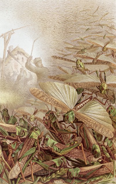 Sciame di locuste migratorie, tavola da Brehms Tierleben: Allgemeine Kunde des Tierreichs, vol.9, p.592, pubblicato da Bibliographisches Institut da German School