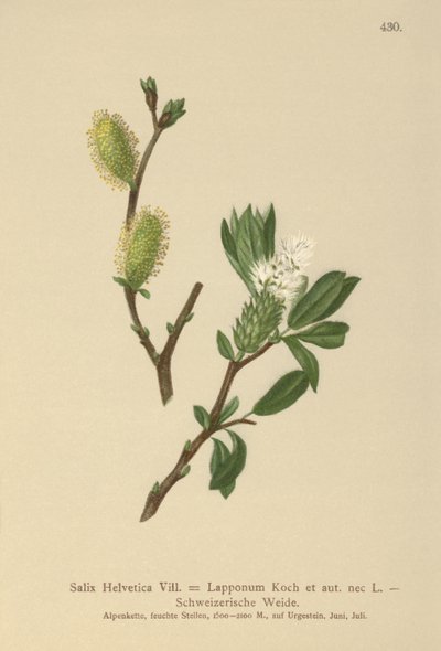 Salix Helvetica, Salix Lapponum da German School