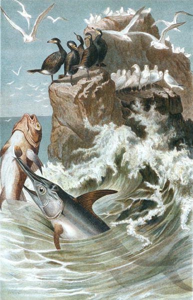 Pesce spada, tavola da "Brehms Tierleben: Allgemeine Kunde des Tierreichs", vol.8, p.78, pubblicato da Bibliographisches Institut da German School