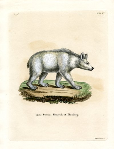 Orso bruno siriano da German School