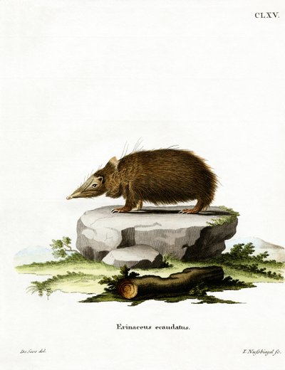 Tenrec senza coda da German School