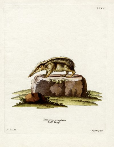 Tenrec senza coda da German School