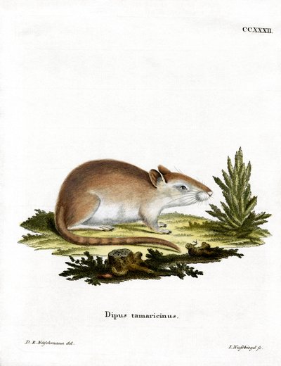Gerboa del tamarisco da German School