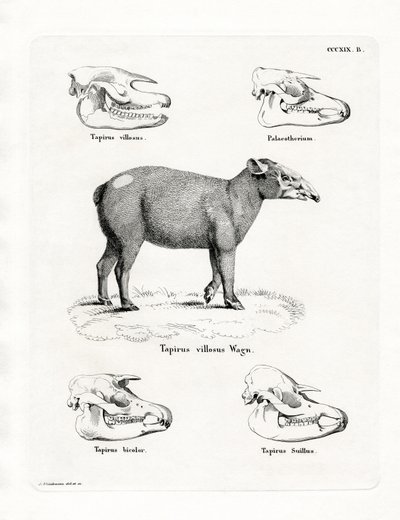 Teschi di tapiro da German School