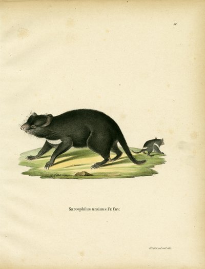 Diavolo della Tasmania da German School