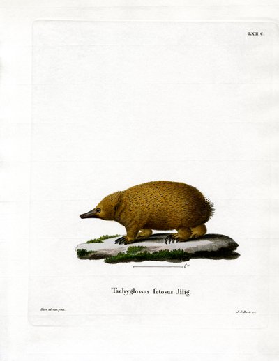 Echidna della Tasmania dal Becco Corto da German School