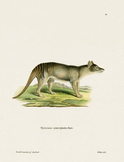 Tigre della Tasmania da German School