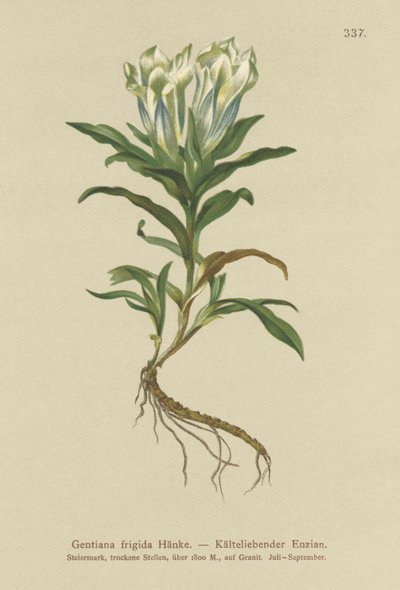 Genziana dei Tauri (Gentiana frigida) da German School