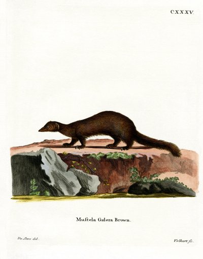Tayra da German School