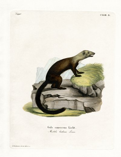 Tayra da German School