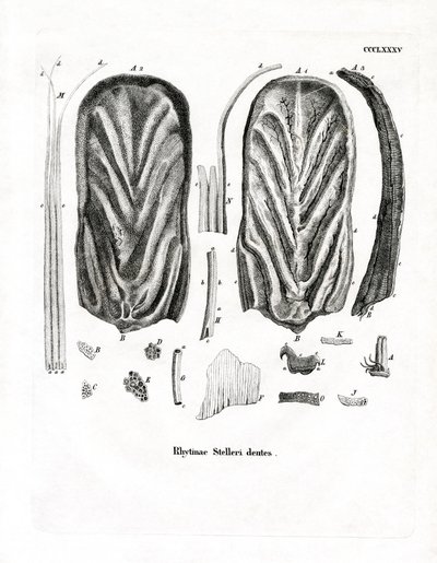 Denti della mucca di mare di Steller da German School