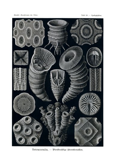 Tetracoralli da German School