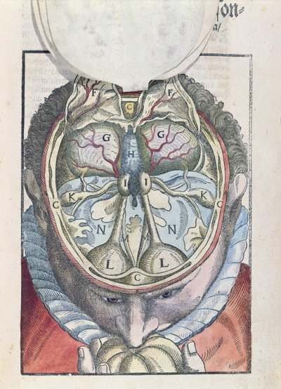 Il cervello, da Ophthalmodouleia di Georg Bartisch (1535-1636) pubblicato a Dresda nel 1583 (xilografia colorata) da German School