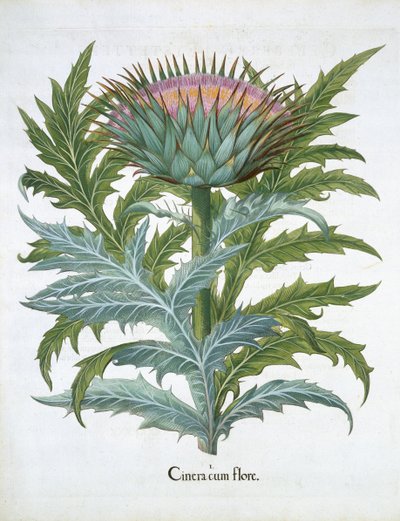 Cardo, da Hortus Eystettensis di Basil Besler, pub. 1613 da German School