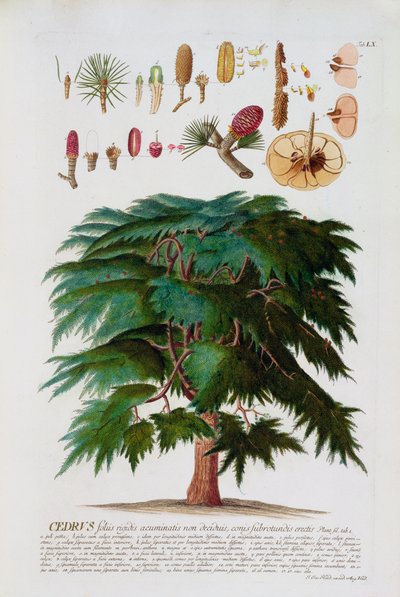 Il cedro, inciso da Johann Jakob Haid, tavola 60 da un libro botanico, pub. da Augustus Vind da German School