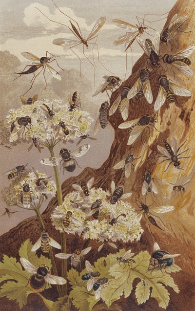 Il dominio delle mosche, tavola da Brehms Tierleben: Allgemeine Kunde des Tierreichs, vol.9, p.493, pubblicato da Bibliographisches Institut, 1892 da German School