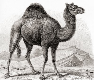 Il Dromedario alias cammello arabo, da 