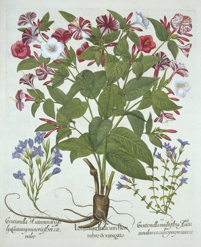 Meraviglia del Perù e due varietà di genziana, da Hortus Eystettensis, di Basil Besler, pub. 1613 da German School