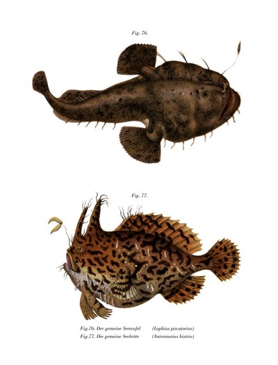 La rana pescatrice da German School