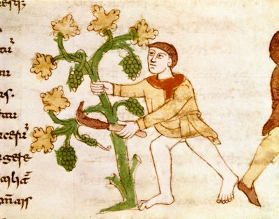 La raccolta dell
